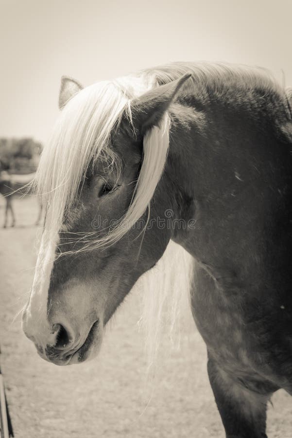 Close-up de cavalo belga, Close-up de cavalo pesado belga