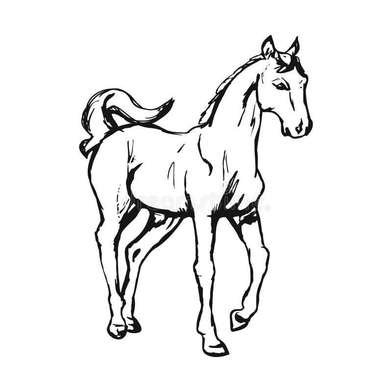Modelo De Desenho De Criatura Unicórnio Realista. Ilustração Do Vetor  Gráfico Do Cavalo De Desenho Animado a Preto E Branco Ilustração do Vetor -  Ilustração de isolado, preto: 240953172