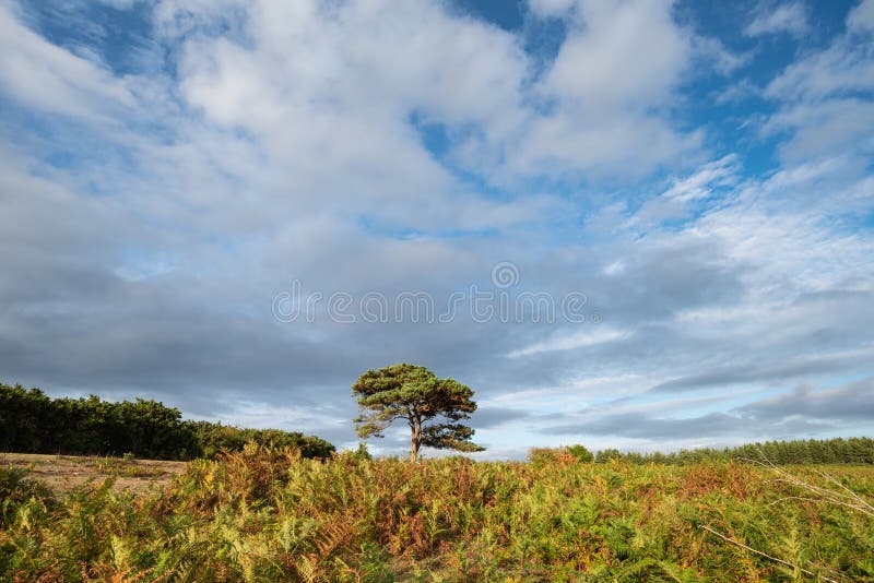 Imagem impressionante da paisagem do por do sol do verão da opinião de Bratley em FO novas imagem de stock Imagem impressionante da paisagem do por do sol do verão da opinião de Bratley em FO novas imagem de stock