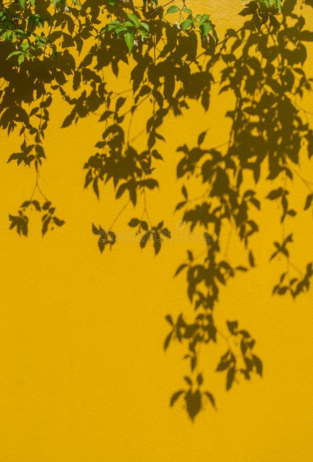 Imagem macia do foco Concreto amarelo com luz solar, sombra do grunge da parede do fundo verde das folhas imagem de stock royalty free Imagem macia do foco Concreto amarelo com luz solar, sombra do grunge da parede do fundo verde das folhas imagem de stock royalty free