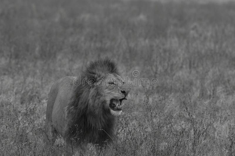 Imagem preto e branco do leão masculino que está no campo fotografia de stock Imagem preto e branco do leão masculino que está no campo fotografia de stock