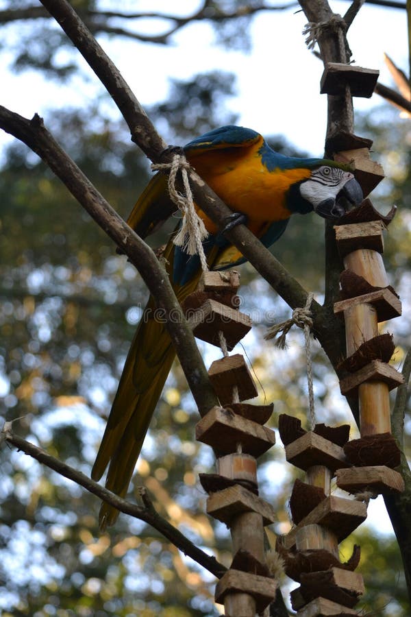 Imagem próxima da arara amarela foto de stock royalty free