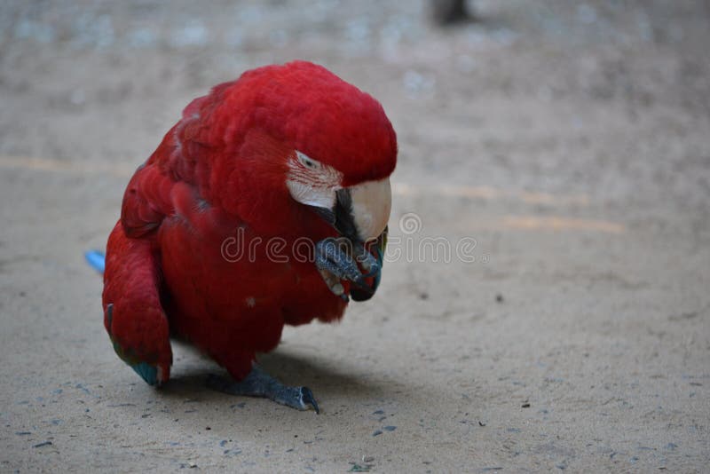 Imagem próxima da arara vermelha fotografia de stock