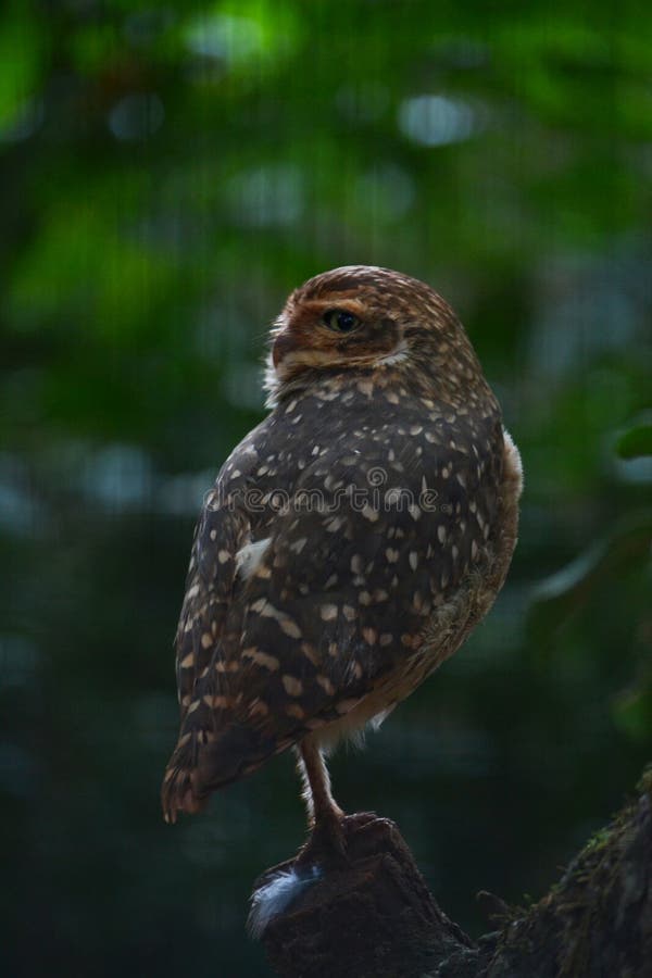 Imagem próxima da coruja fotos de stock royalty free