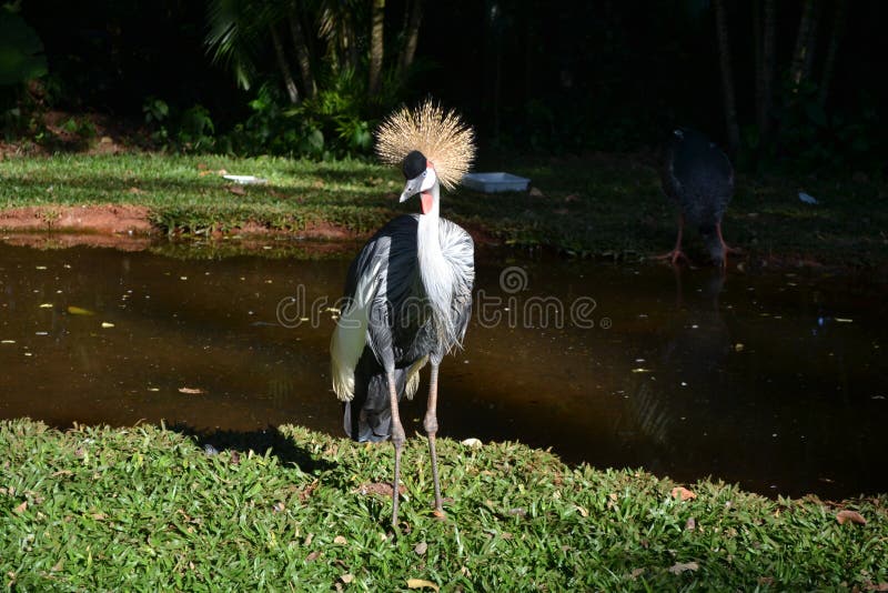 Imagem próxima do guindaste coroado imagens de stock royalty free