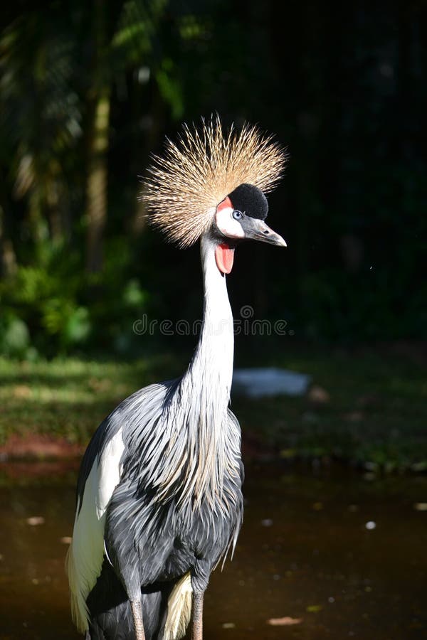 Imagem próxima do guindaste coroado imagem de stock