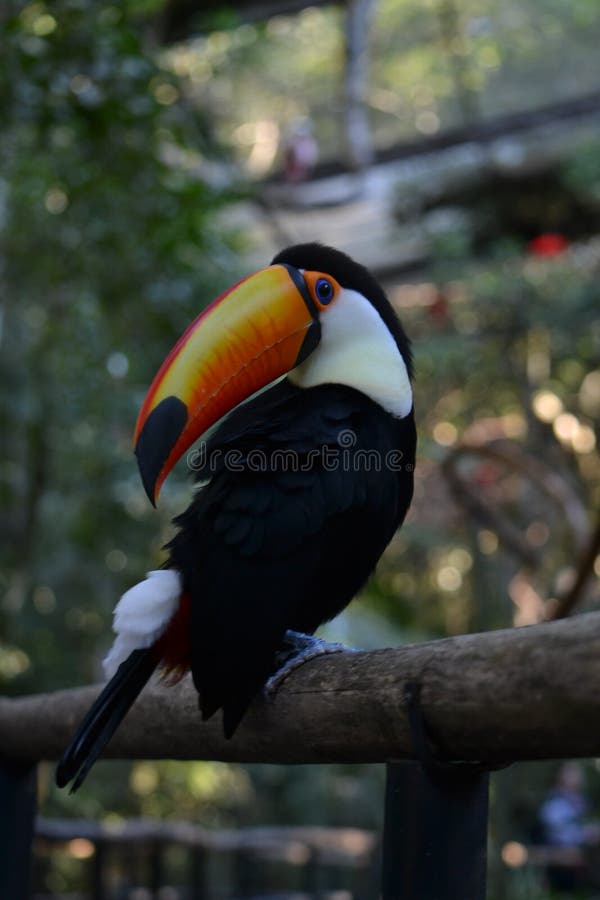 Imagem próxima do tucano fotografia de stock royalty free