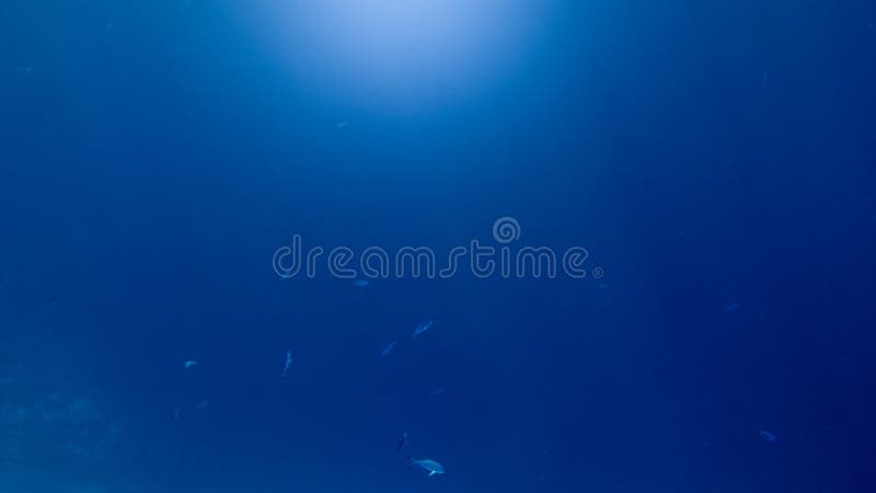 Imagem subaquática abstrata da natação da escola dos peixes no oceano profundo Raios claros de Sun que brilham através da superfí imagens de stock Imagem subaquática abstrata da natação da escola dos peixes no oceano profundo Raios claros de Sun que brilham através da superfí imagens de stock