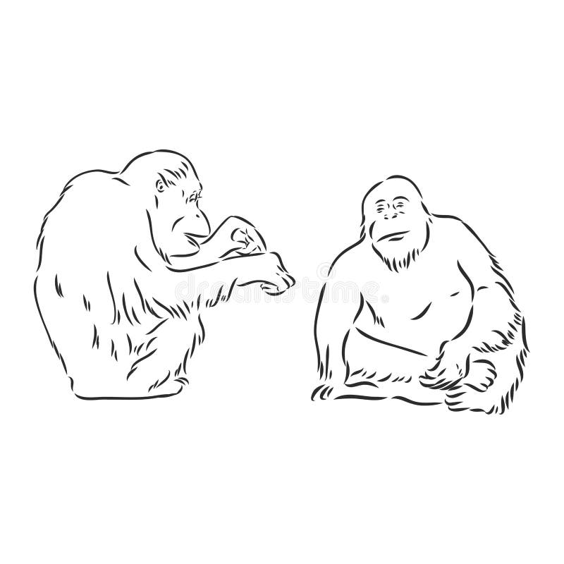 Desenho Realista Do Macaco Vetor Desenhado Com Alto Detalhe Ilustração do  Vetor - Ilustração de macaco, desenho: 227278322