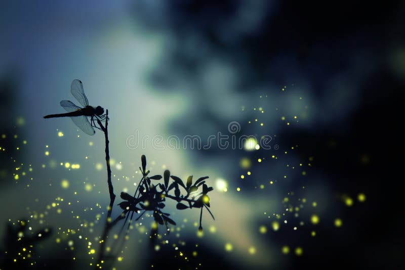 Abstract and magical image of dragonfly silhouette and Firefly flying in the night forest. Fairy tale concept. Abstract and magical image of dragonfly silhouette and Firefly flying in the night forest. Fairy tale concept