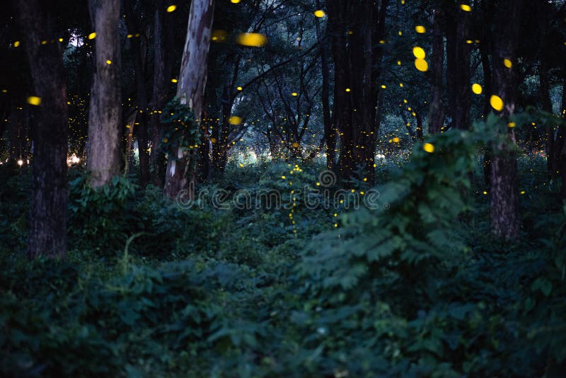Imagen abstracta y mágica del vuelo de la luciérnaga en el bosque de la noche imágenes de archivo libres de regalías Imagen abstracta y mágica del vuelo de la luciérnaga en el bosque de la noche imágenes de archivo libres de regalías