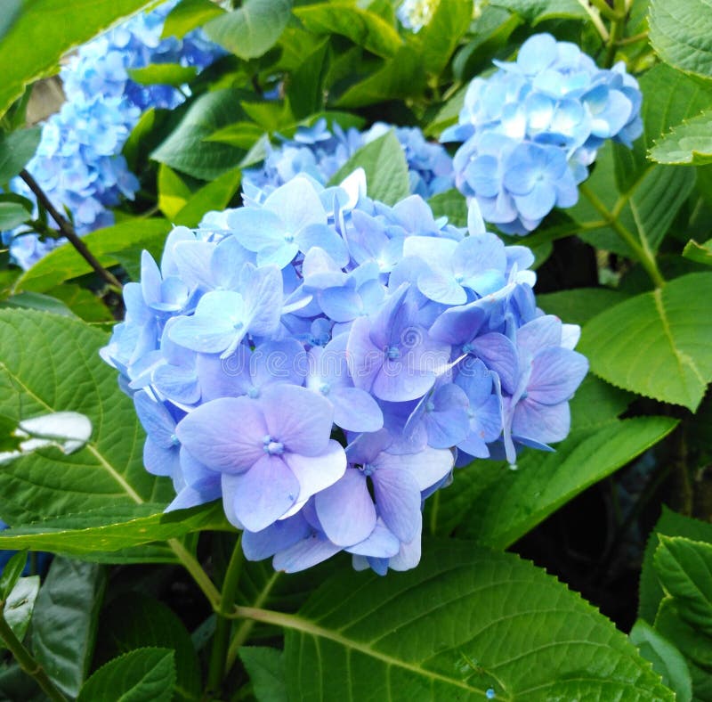 Imagen azul hermosa de la flor de la hortensia del papel pintado de la flor ilustración del vector Imagen azul hermosa de la flor de la hortensia del papel pintado de la flor ilustración del vector