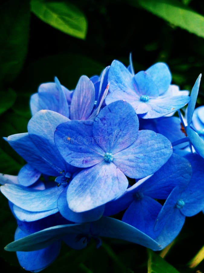 Imagen azul hermosa del papel pintado de la flor, flor de la hortensia fotos de archivo Imagen azul hermosa del papel pintado de la flor, flor de la hortensia fotos de archivo