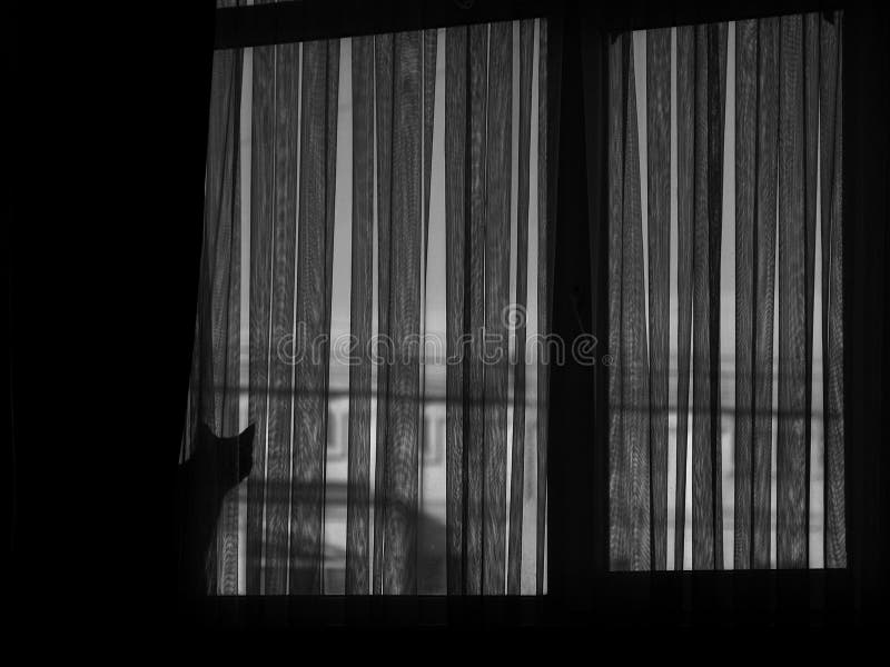 Imagen blanco y negro de dos gatos en ventana detrás de la cortina foto de archivo Imagen blanco y negro de dos gatos en ventana detrás de la cortina foto de archivo