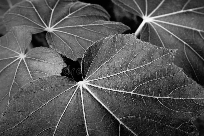 Imagen blanco y negro de hojas imagen de archivo Imagen blanco y negro de hojas imagen de archivo