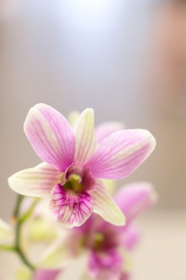 Imagen borrosa de la orquídea rosada del phalaenopsis en primer fotos de archivo Imagen borrosa de la orquídea rosada del phalaenopsis en primer fotos de archivo