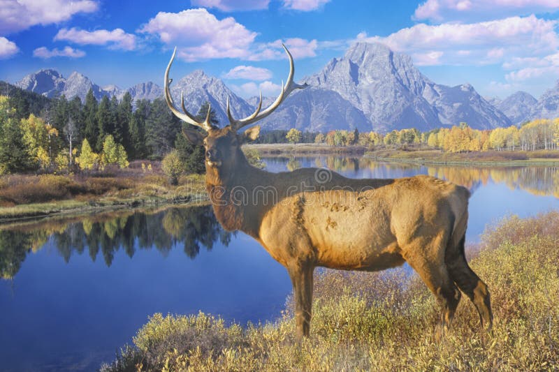 Imagen compuesta de alces solitarios en el parque nacional magnífico en otoño, Jackson, Wyoming de Teton fotografía de archivo Imagen compuesta de alces solitarios en el parque nacional magnífico en otoño, Jackson, Wyoming de Teton fotografía de archivo