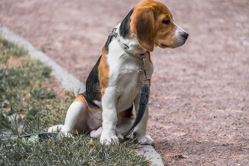Imagen con la reproducción original del color, postal retra descolorada estilizada Un perrito pensativo del beagle en un paseo en imagenes de archivo Imagen con la reproducción original del color, postal retra descolorada estilizada Un perrito pensativo del beagle en un paseo en imagenes de archivo