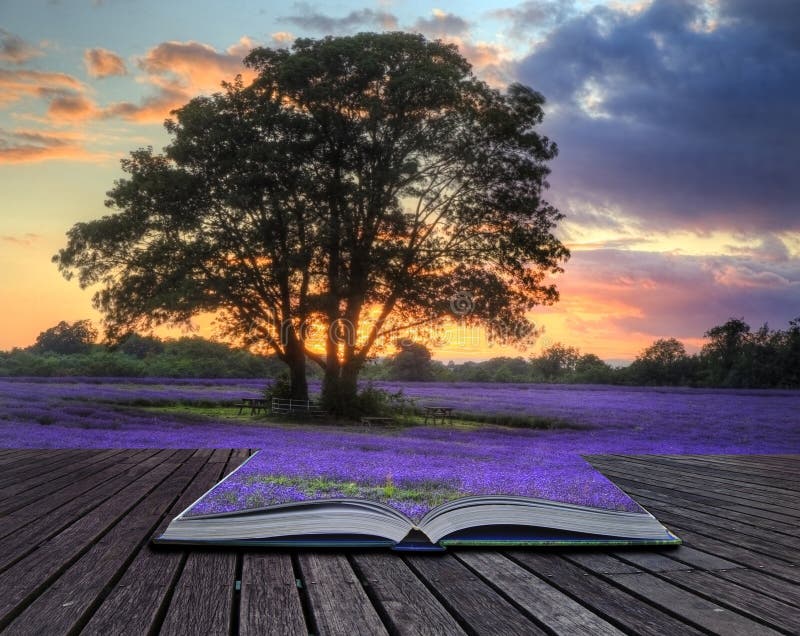 Imagen creativa del concepto de la lavanda en puesta del sol imágenes de archivo libres de regalías Imagen creativa del concepto de la lavanda en puesta del sol imágenes de archivo libres de regalías