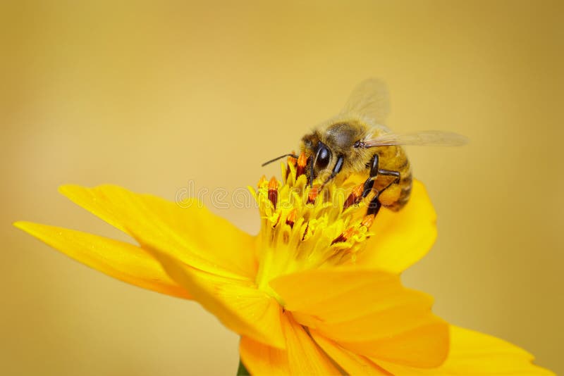 Image of bee or honeybee on yellow flower collects nectar. Golden honeybee on flower pollen. Insect. Animal. Image of bee or honeybee on yellow flower collects nectar. Golden honeybee on flower pollen. Insect. Animal.