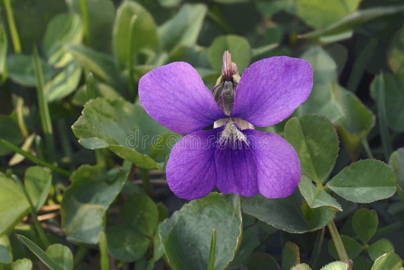 Imagen De Cierre De La Flor Violeta Azul Común Imagen de archivo - Imagen  de violeta, cierre: 242095461