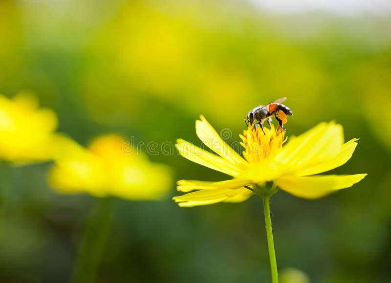 Image of Honey bee on flower. Image of Honey bee on flower.