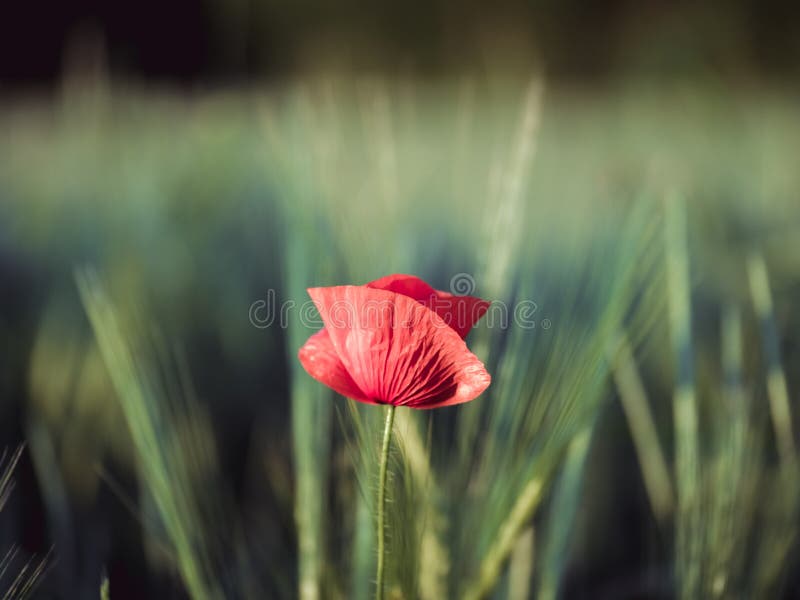 Imagen de la flor roja hermosa de la amapola con el fondo borroso fotografía de archivo Imagen de la flor roja hermosa de la amapola con el fondo borroso fotografía de archivo