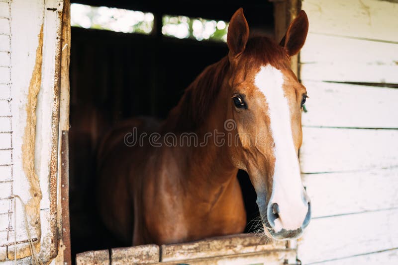 Imagen del caballo hermoso que mira a través de ventana fotos de archivo libres de regalías Imagen del caballo hermoso que mira a través de ventana fotos de archivo libres de regalías