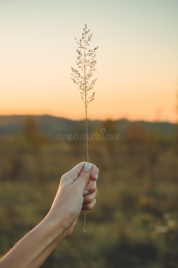 Imagen del campo de flor marrón de la hierba con el fondo ligero del bokeh y de la puesta del sol Imagen de oro de la flor de la fotografía de archivo libre de regalías Imagen del campo de flor marrón de la hierba con el fondo ligero del bokeh y de la puesta del sol Imagen de oro de la flor de la fotografía de archivo libre de regalías