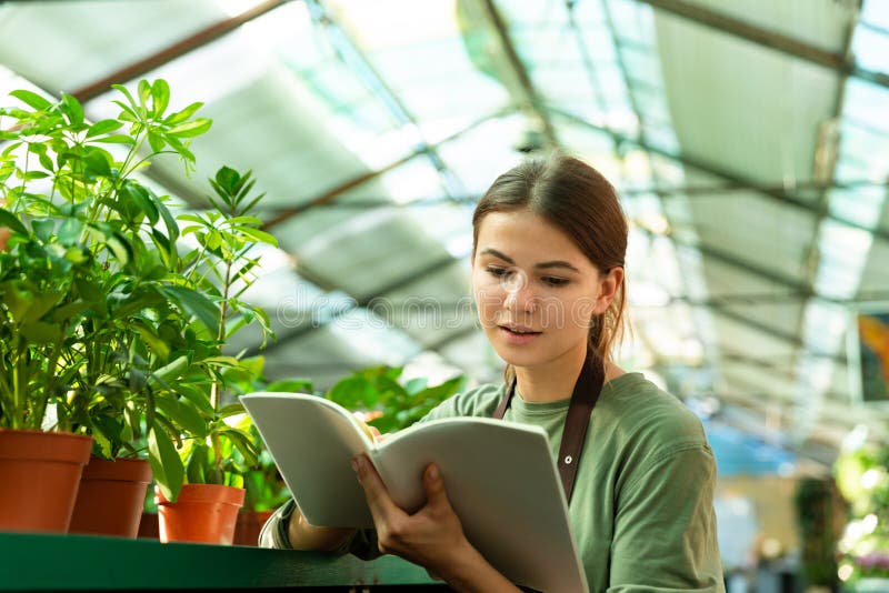 Imagen del jardinero que estudia o que comprueba las plantas en invernadero imagen de archivo Imagen del jardinero que estudia o que comprueba las plantas en invernadero imagen de archivo
