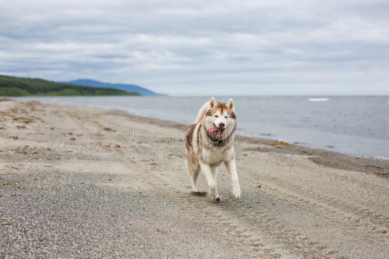 Imagen del perro beige y blanco divertido del husky siberiano que corre en la arena en la playa imagen de archivo libre de regalías Imagen del perro beige y blanco divertido del husky siberiano que corre en la arena en la playa imagen de archivo libre de regalías