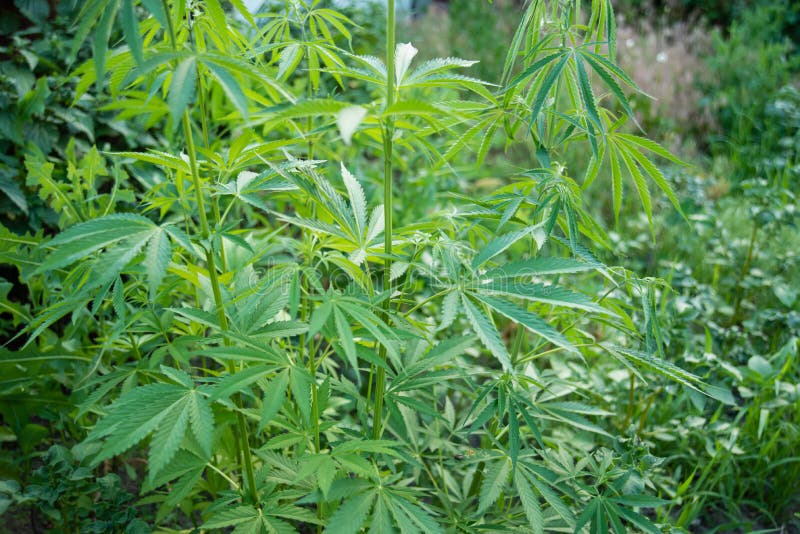 Imagen del primer de la planta de marijuana Hoja verde del cáñamo para la medicina foto de archivo libre de regalías Imagen del primer de la planta de marijuana Hoja verde del cáñamo para la medicina foto de archivo libre de regalías