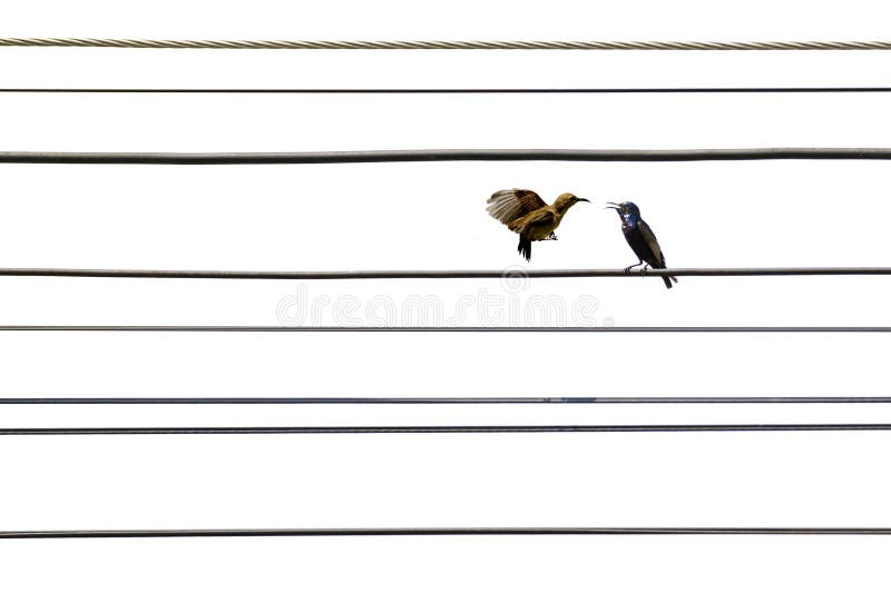Imagen del sunbird púrpura dos en el cable eléctrico en el fondo blanco P?jaro asiatica de Cinnyris Animal fotografía de archivo libre de regalías Imagen del sunbird púrpura dos en el cable eléctrico en el fondo blanco P?jaro asiatica de Cinnyris Animal fotografía de archivo libre de regalías