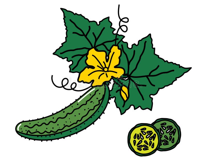 Imagen del vector del pepino con las hojas y las rebanadas stock de ilustración Imagen del vector del pepino con las hojas y las rebanadas stock de ilustración