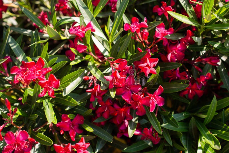 Una toma en ángulo alto de flores rosadas exóticas en un arbusto de flores