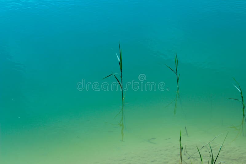 Imagen escénica de la naturaleza Captura recortada de un lago Leche verde en el lago, cerca imágenes de archivo libres de regalías Imagen escénica de la naturaleza Captura recortada de un lago Leche verde en el lago, cerca imágenes de archivo libres de regalías