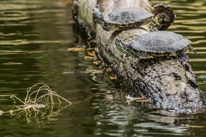 Imagen hermosa de dos tortugas en un tronco de árbol en un lago fotos de archivo libres de regalías Imagen hermosa de dos tortugas en un tronco de árbol en un lago fotos de archivo libres de regalías