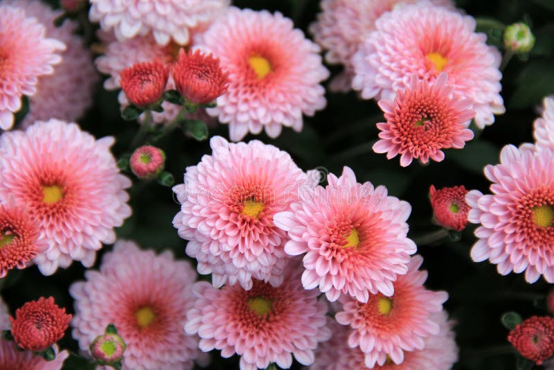Imagen hermosa de flores rosadas brillantes en la plena floración y el florecimiento fotos de archivo Imagen hermosa de flores rosadas brillantes en la plena floración y el florecimiento fotos de archivo