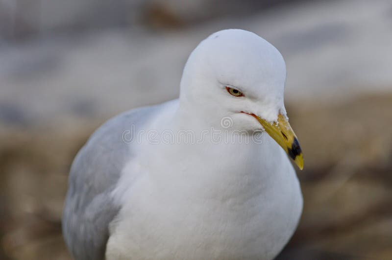 Imagen hermosa de una gaviota pensativa fotografía de archivo libre de regalías Imagen hermosa de una gaviota pensativa fotografía de archivo libre de regalías