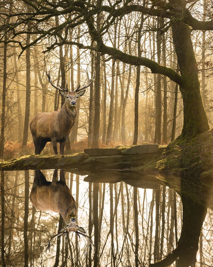 Imagen hermosa del paisaje aún de la corriente en bosque del distrito del lago con el Cervus maduro hermoso Elaphus del macho de imagenes de archivo Imagen hermosa del paisaje aún de la corriente en bosque del distrito del lago con el Cervus maduro hermoso Elaphus del macho de imagenes de archivo