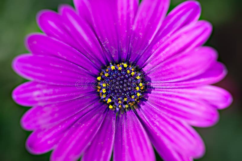 Imagen macra de la flor violeta de la primavera, fondo floral suave abstracto imágenes de archivo libres de regalías Imagen macra de la flor violeta de la primavera, fondo floral suave abstracto imágenes de archivo libres de regalías