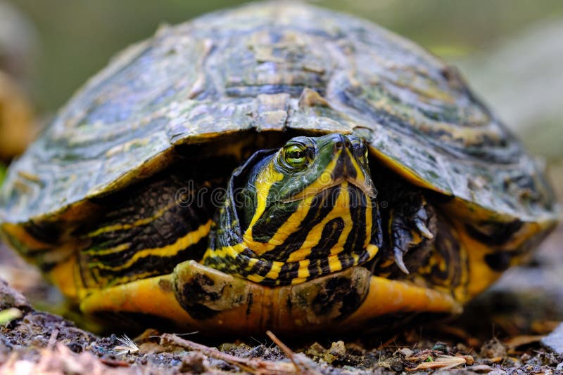 Imagen macra del scripta de los trachemys, tortuga pantanosa americana foto de archivo Imagen macra del scripta de los trachemys, tortuga pantanosa americana foto de archivo