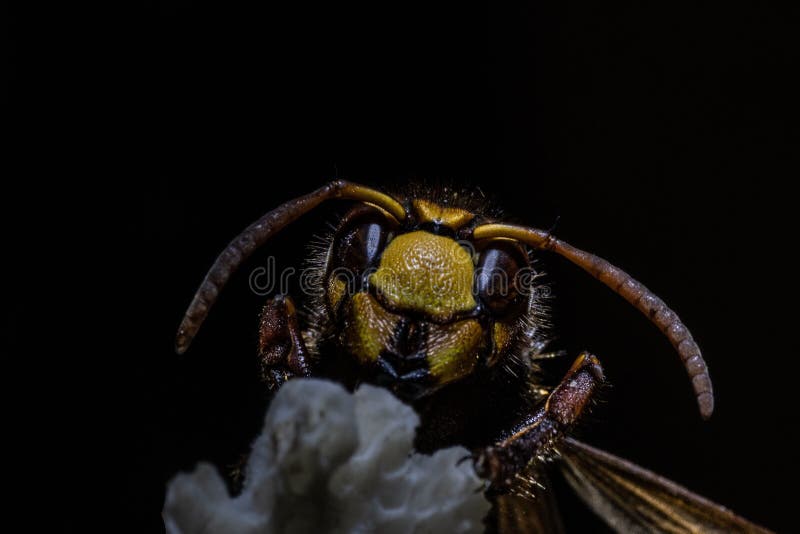 Imagen macro de un avispón sobre fondo oscuro. Una toma macro de un avispón sobre fondo oscuro