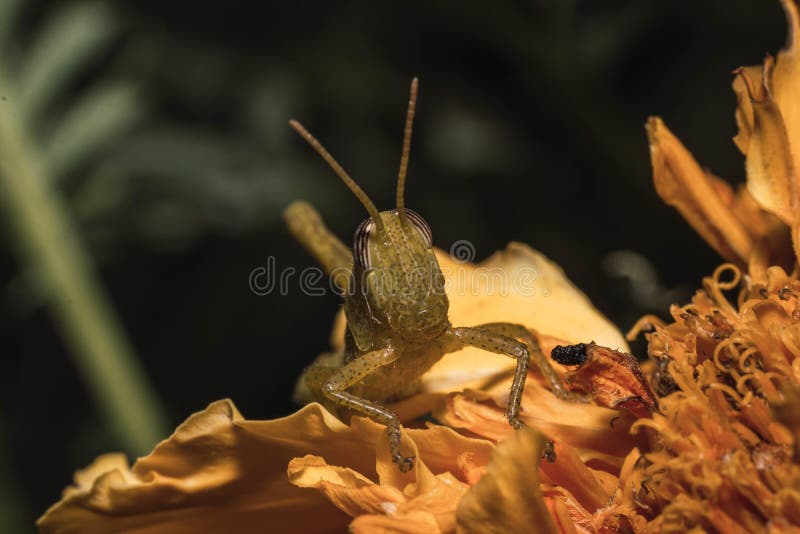 Imagen macro de un saltamontes aislado en un fondo oscuro imagen de archivo