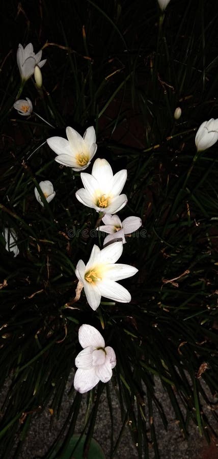 Imagen nocturna de zephyranthes candida imagen linda y hermosa flor blanca foto de archivo