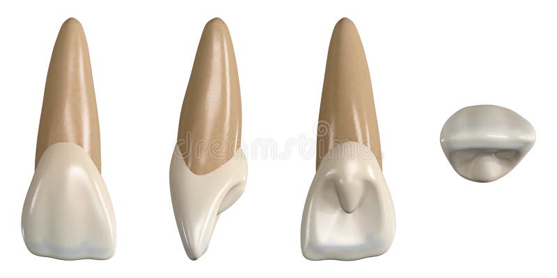 Permanent upper central incisor tooth. 3D illustration of the anatomy of the maxillary central incisor tooth in buccal, proximal, lingual and occlusal views. Dental anatomy through 3D illustration. Permanent upper central incisor tooth. 3D illustration of the anatomy of the maxillary central incisor tooth in buccal, proximal, lingual and occlusal views. Dental anatomy through 3D illustration.