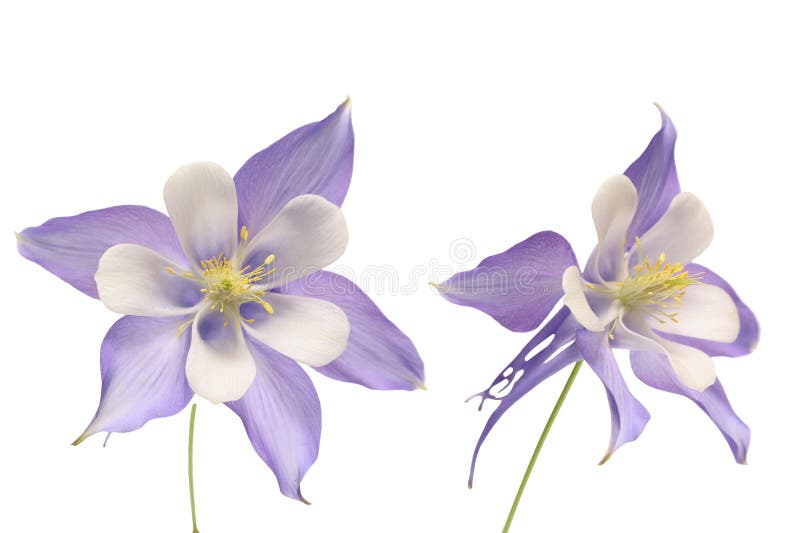 Clipped image of Columbine flower head isolated a white background. Clipped image of Columbine flower head isolated a white background