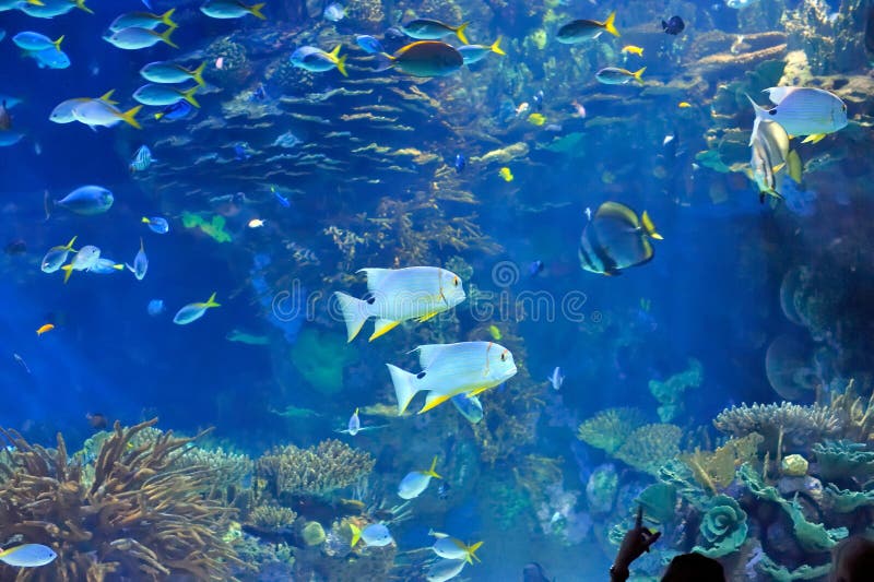 Imagen subacuática de pescados tropicales