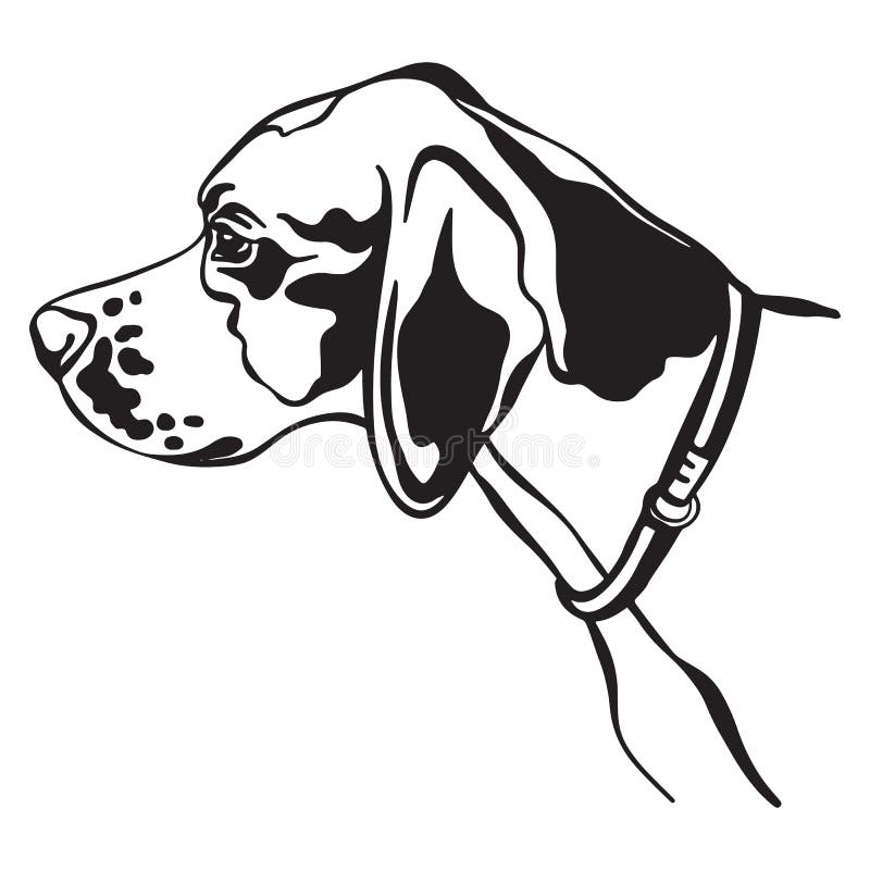 Imagen vectorial del perro puntero sobre fondo blanco