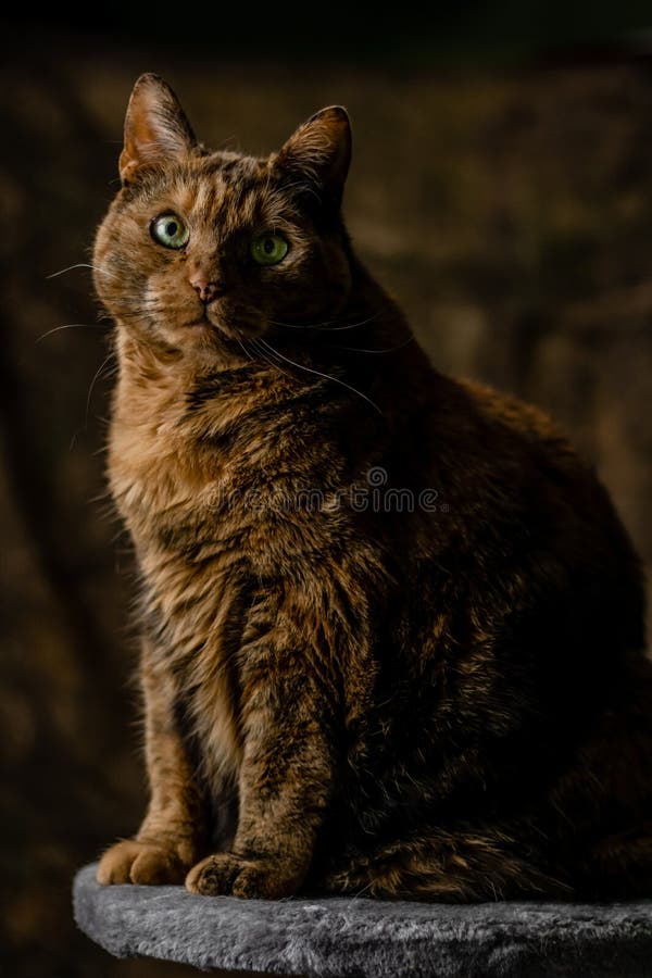 Imagen vertical de un gato gordo de jengibre sentado sobre una piedra con aspecto enojado fotografía de archivo